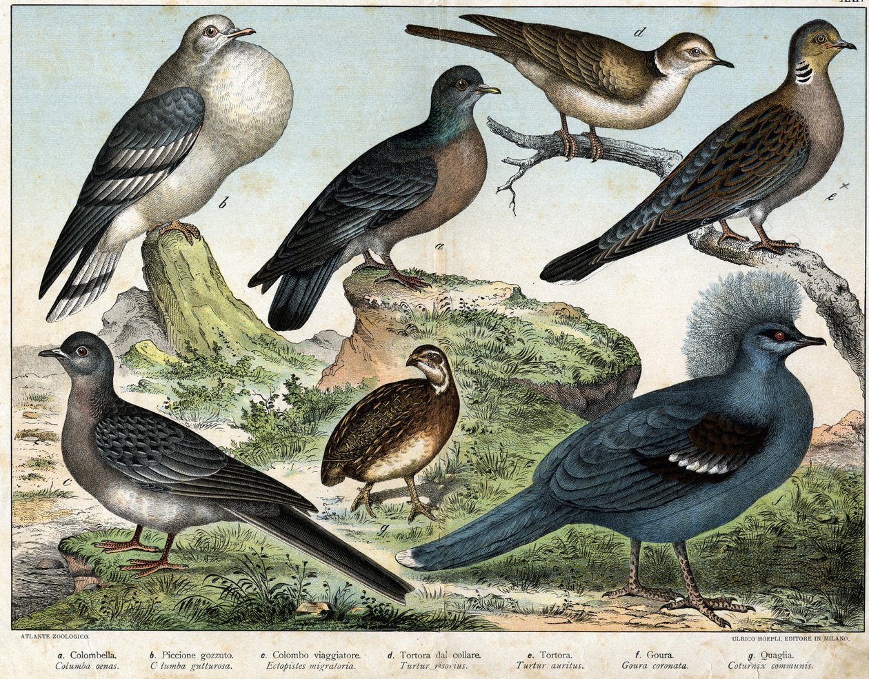 a: Piccione columbiano (Columba oenas), b: Colomba mongola (Columba gutturosa), c: Piccione migratore (Etopistes migratoria), d: Colomba turca (Turtur risorius), e: Colomba selvatica (Turtur auritus), f: Goura (Goura coronata), g: Quaglia del grano (Coturn da Unknown artist