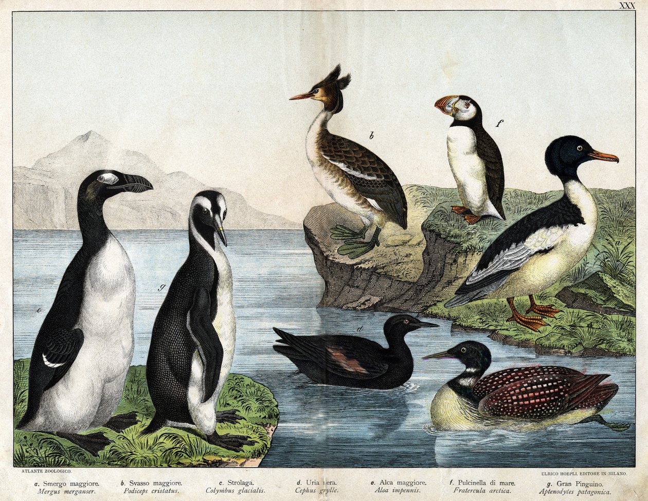 a: Smergo maggiore (Mergus merganser), b: Svasso maggiore (Podiceps cristatus), c: Strolaga maggiore (Colymbus glacialis), d: Uria nera (Cepphus grylle), Grande pinguino (Alca impennis), f: Pulcinella di mare (Fratercula arctica), g: Pinguino reale (Apteno da Unknown artist