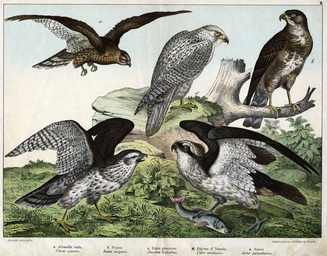 a: Aquila o biancone reale, b: nibbio, c: falco pescatore, d: falco islandese, e: astore - in "Storia Naturale degli Uccelli", ed. Hoepli, Milano da Unknown artist