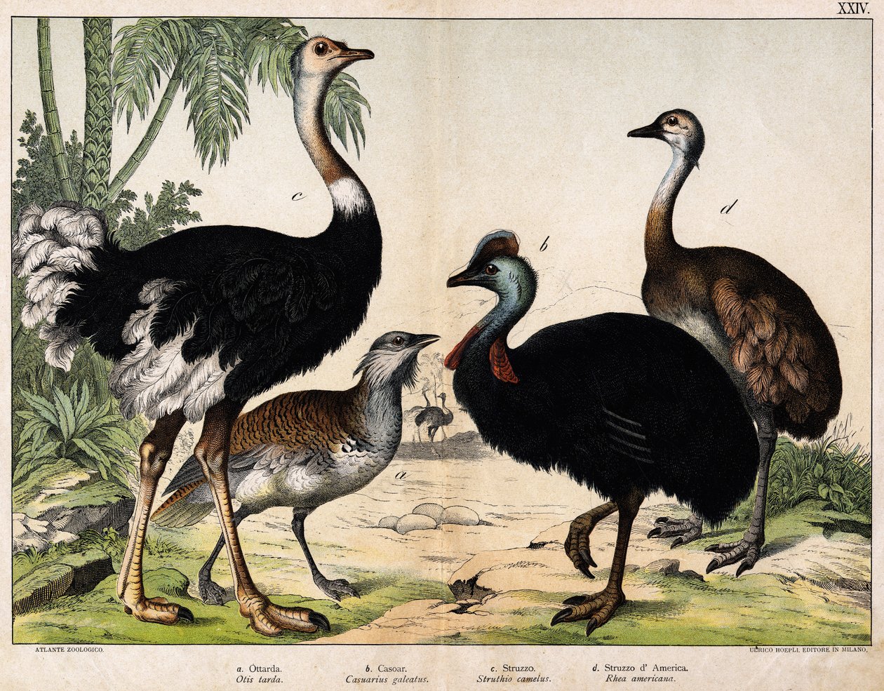 a: Grande otarda (Otis tarda), b: Casuario (Casarius galeatus), c: Struzzo africano (Struthio camelus), d: Nandon (Rhea Americana) - In 