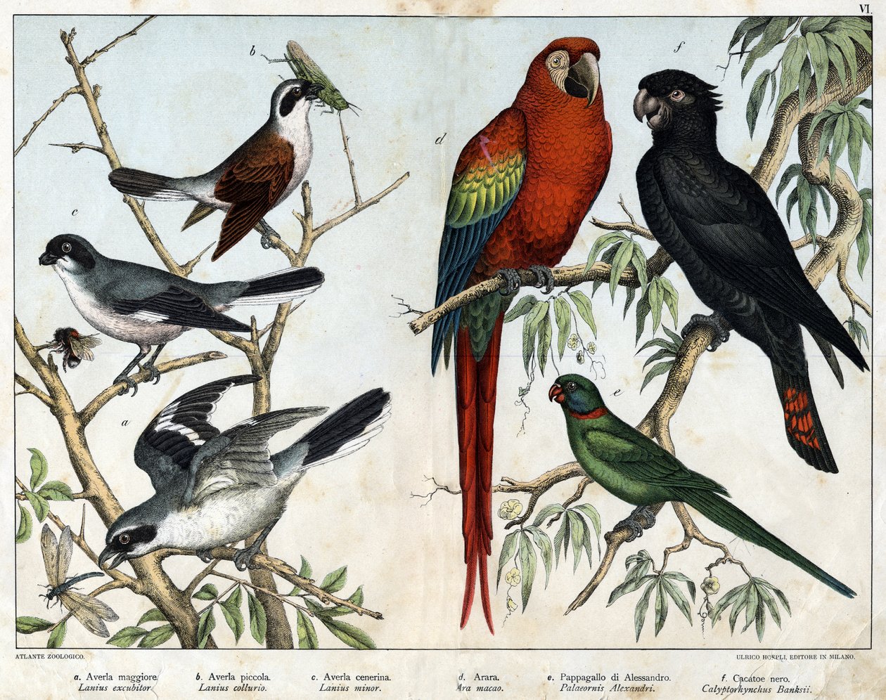 a: Averla grigia (Lanius excubitor), b: Averla del nord (Lanius collurio), c: Averla dal petto rosa (Lanius linor), d: Ara rossa (Ara macao), e: Pappagallo di Alessandria (Palaeornis Alexandria), f: Cacatua di Banks (Calyptorynchus banksii) - in 