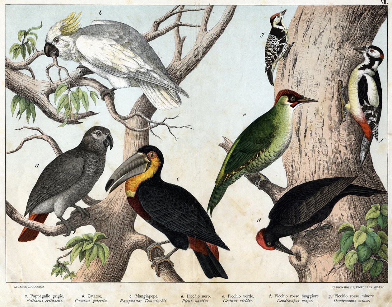 a: Pappagallo grigio (Psittacus erithacus), b: Pappagallo cacatua (Cacatua galerita), c: Tucano (Ramphastos temminckii), d: Picchio nero (Picus Martius), e: Picchio verde (Gecinus veridis), f: Picchio rosso maggiore (Dendrocopus minor) - "Storia Naturale d da Unknown artist