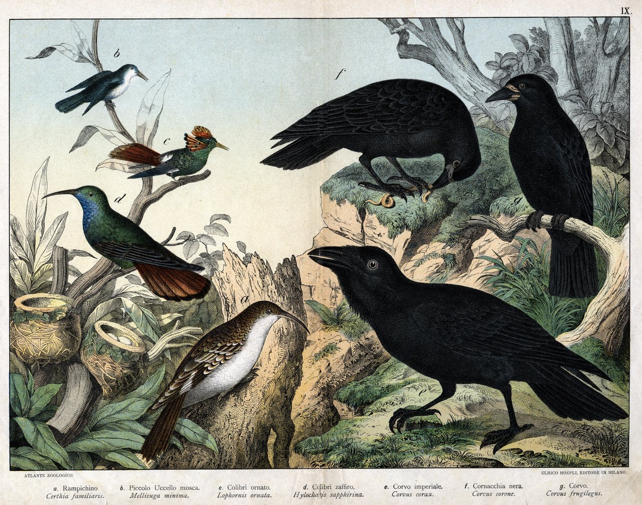 a: Rampichino (Certhia familiaris), b: Piccolo uccello mosca (Mellisuga minima), c: Colibrì ornato (Lophornis ornata), d: Colibrì zaffiro (Hylocharis sapphirina), e: Corvo imperiale (Corvus corax), f: Cornacchia nera (Corvus corone), g: Corvo (Corvus frugi da Unknown artist
