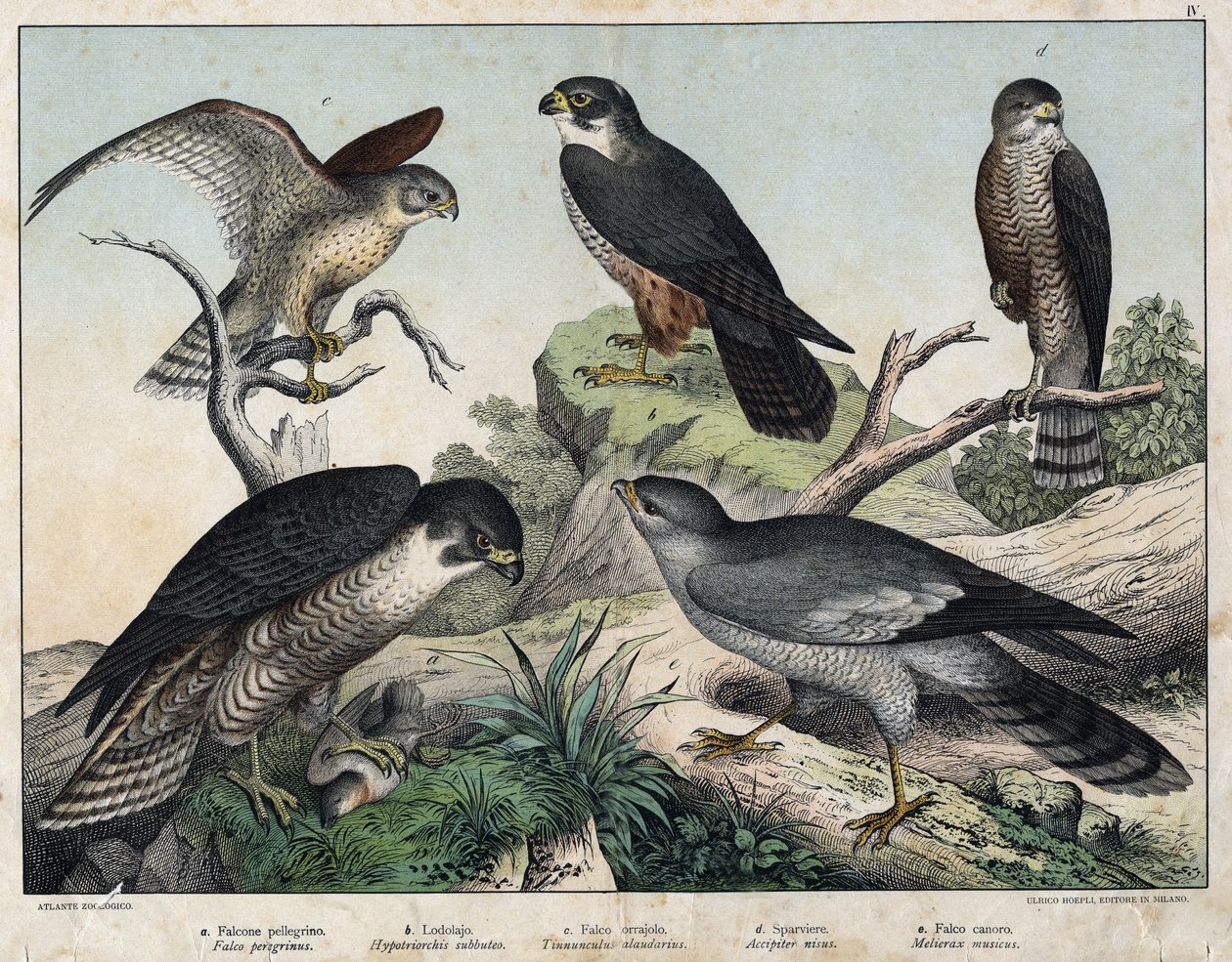 a: Falco pellegrino (Falco peregrinus), b: Falco lodolaio (Hypotriorchis subbuteo), c: Gheppio (Tunnunculus alaudarius), d: Sparviero europeo (Accipiter nisus), e: Falco cantante (Melierax musicus) - in 