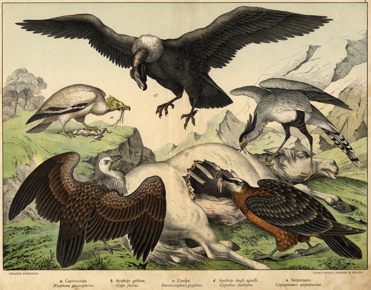 a: Percnopterus (Neophron percnopterus), b: Avvoltoio grifone (Gyps fulvus), c: Condor (Sarcoramphus gryphus), d: Avvoltoio degli agnelli (Gypaetus barbatus), e: Serpentario (Gypogeranus serpentarius) - in "Storia Naturale degli Uccelli", ed. Hoepli, Milan da Unknown artist