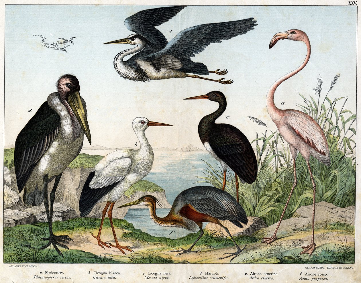 a: Fenicottero (Phoenicopterus roseus), b: cicogna bianca (Ciconia alba), c: cicogna nera (Ciconia nigra), d: marabù (Leptoptilus crumenifer), e: airone bianco (Ardea cinerea), f: airone rosso (Ardea purpurea) - in "Storia Naturale degli Uccelli", ed. Hoep da Unknown artist