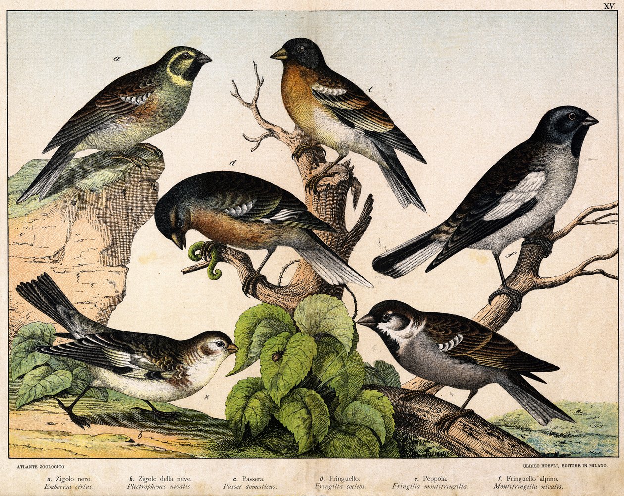 a: Passero (Emberiza circlus), b: Passero della neve (Plectrophanes nivalis), c: Passero (Pour domesticus), d: Fringuello (Fringilla coelebs), e: Fringuello del nord (Fringilla montifringilla), Niverolle (Montifringilla nivalis) - in 