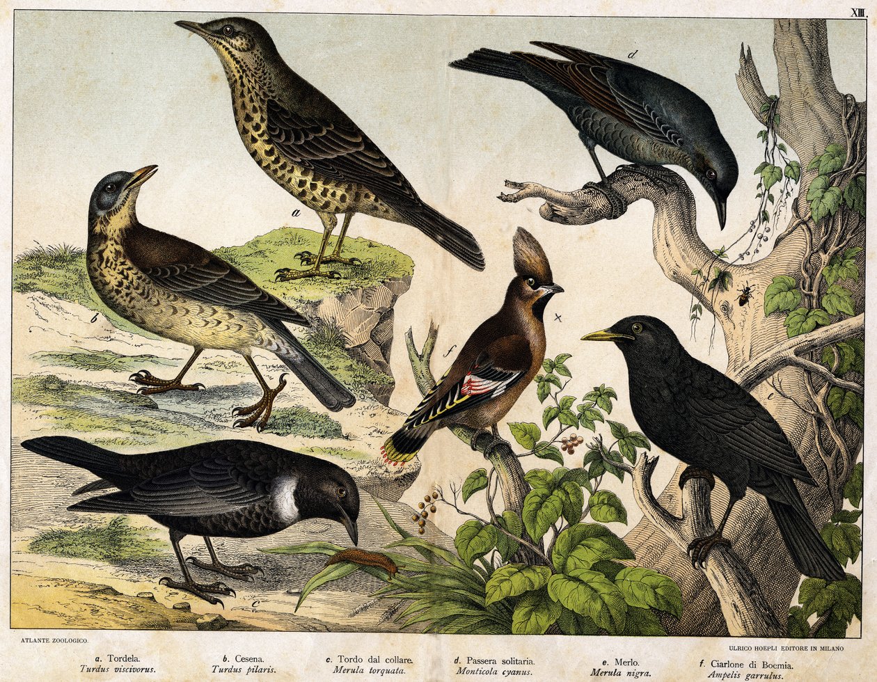 a: Tordo (Turdus viscivorus), b: Tordo (Turdus pilaris), c: Merlo (Merula torquata), d: Merlo azzurro (Monticola cyanus), e: Merlo (Merula nigra), f: Beccofrusone (Ampelis garulus) - in 