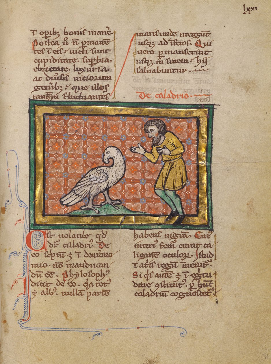 Un uccello di Caladrius da Unknown artist