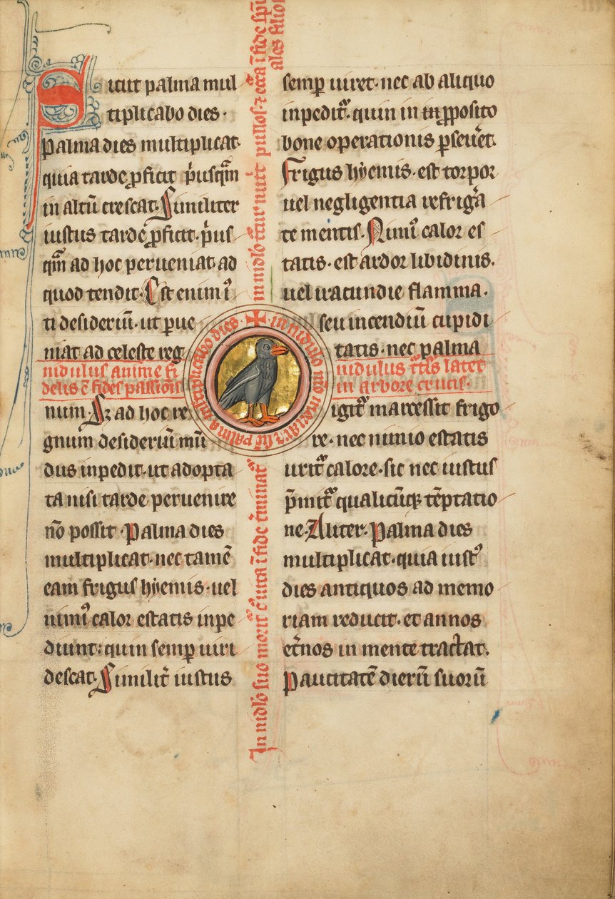 Un medaglione con una tortora da Unknown artist