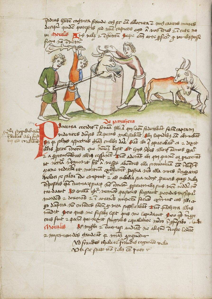 Uccisa una pantera che aveva attaccato una mucca da Unknown artist