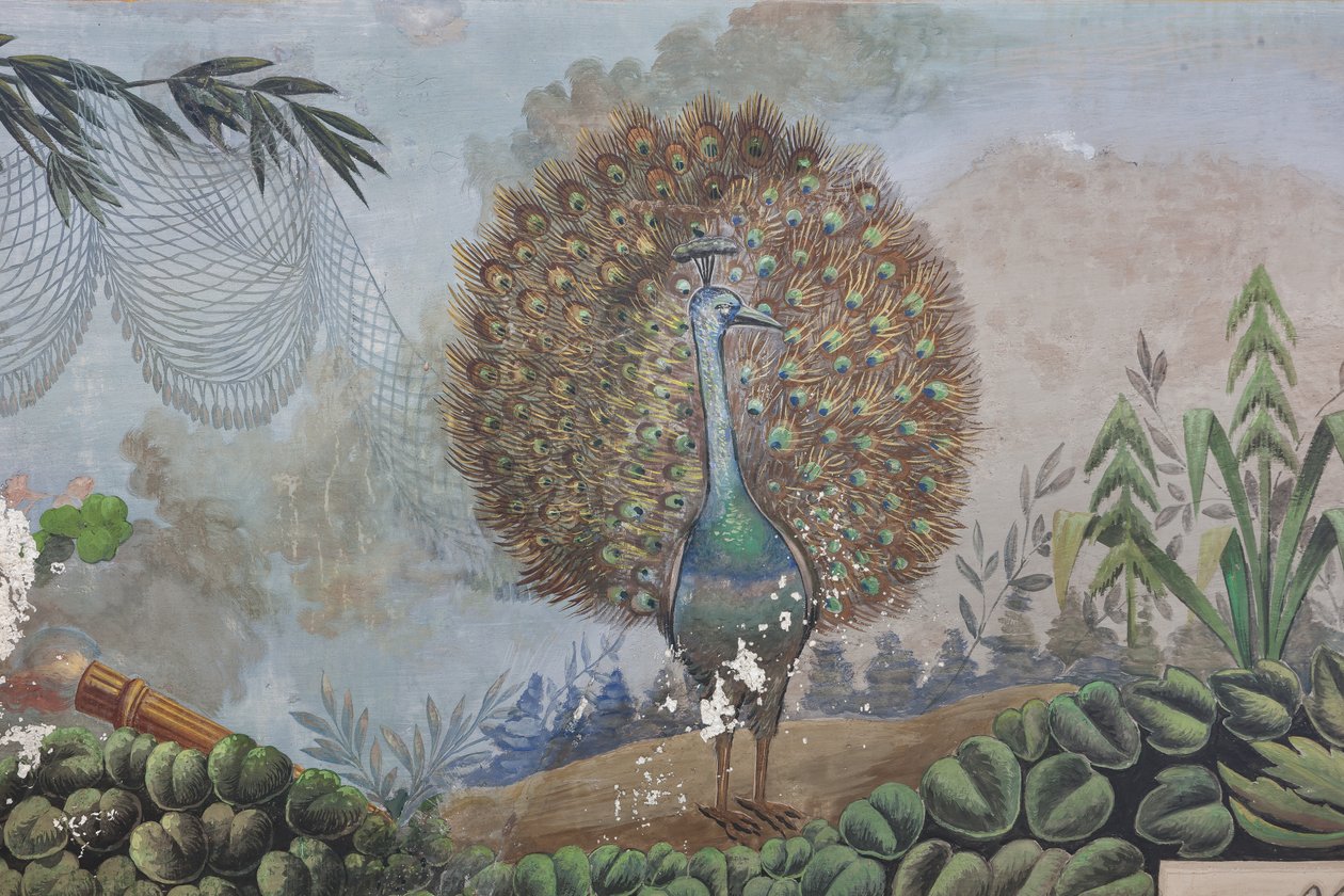 Un pavone (dettaglio) da Unknown artist