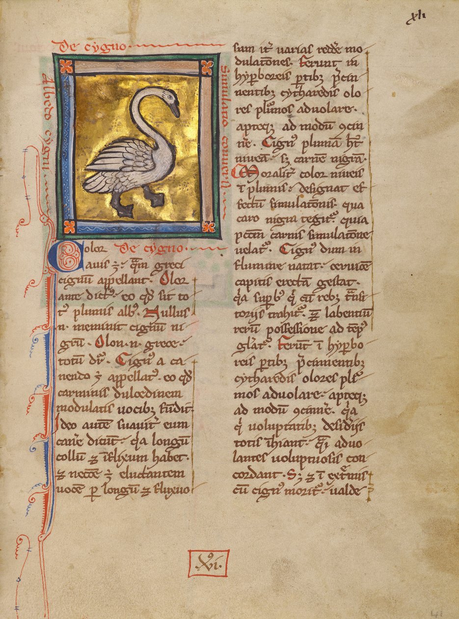 Un Cigno da Unknown artist