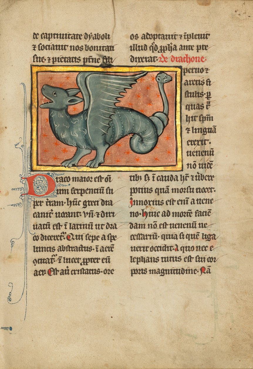 Un drago alato da Unknown artist