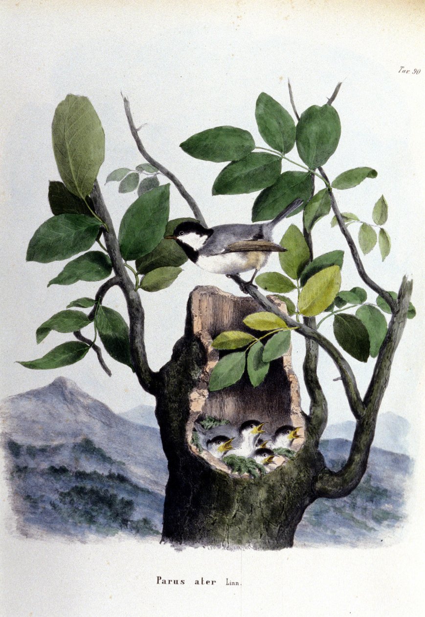 Tavola che rappresenta un uccello comune (o passero) vicino al suo nido. da Unknown artist