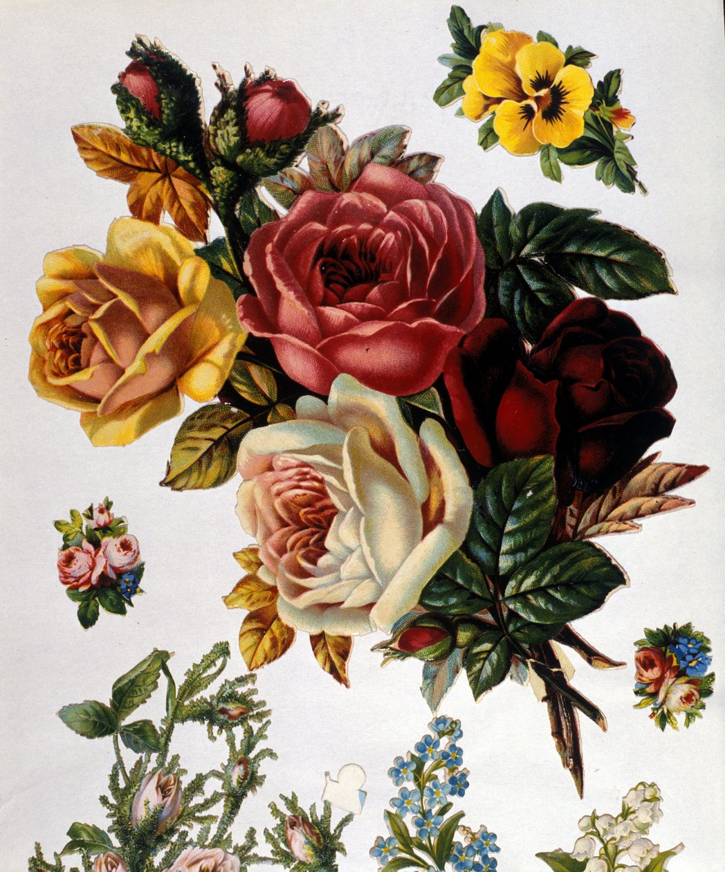 Un mazzo di rose. Cromolitografia del XIX secolo da Unknown artist