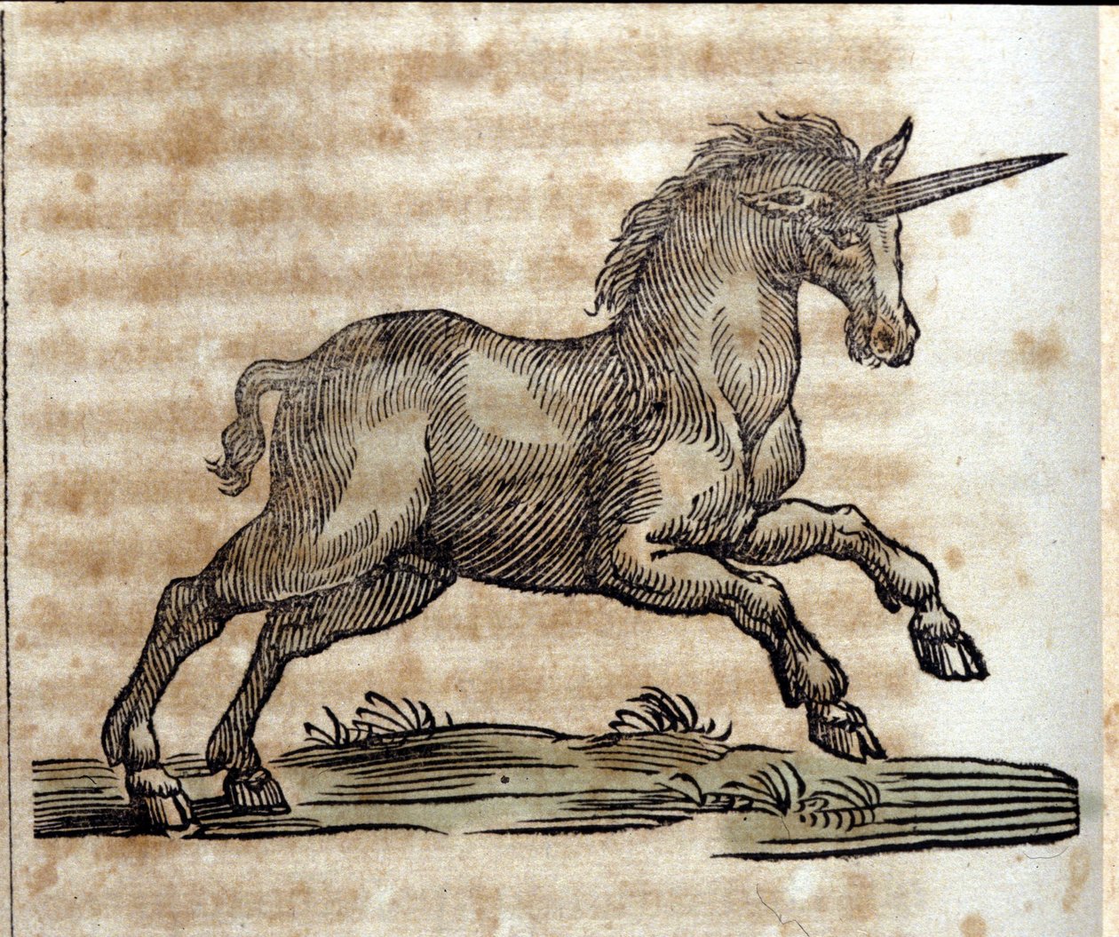 Unicorno, animale mitologico - Incisione da un