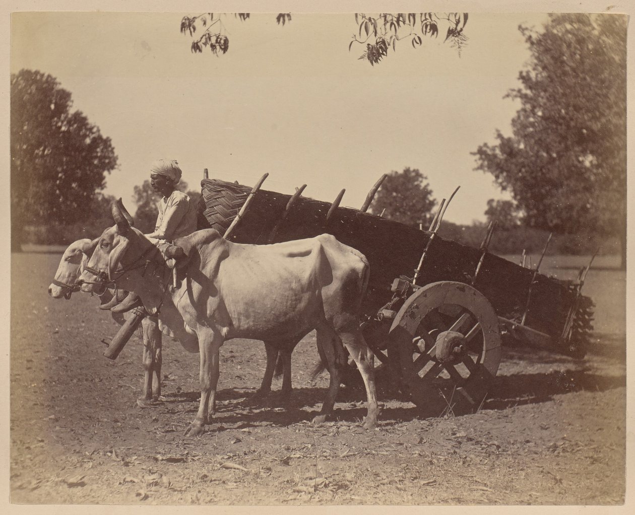 Carrello agricolo, Guzerat da Unknown artist