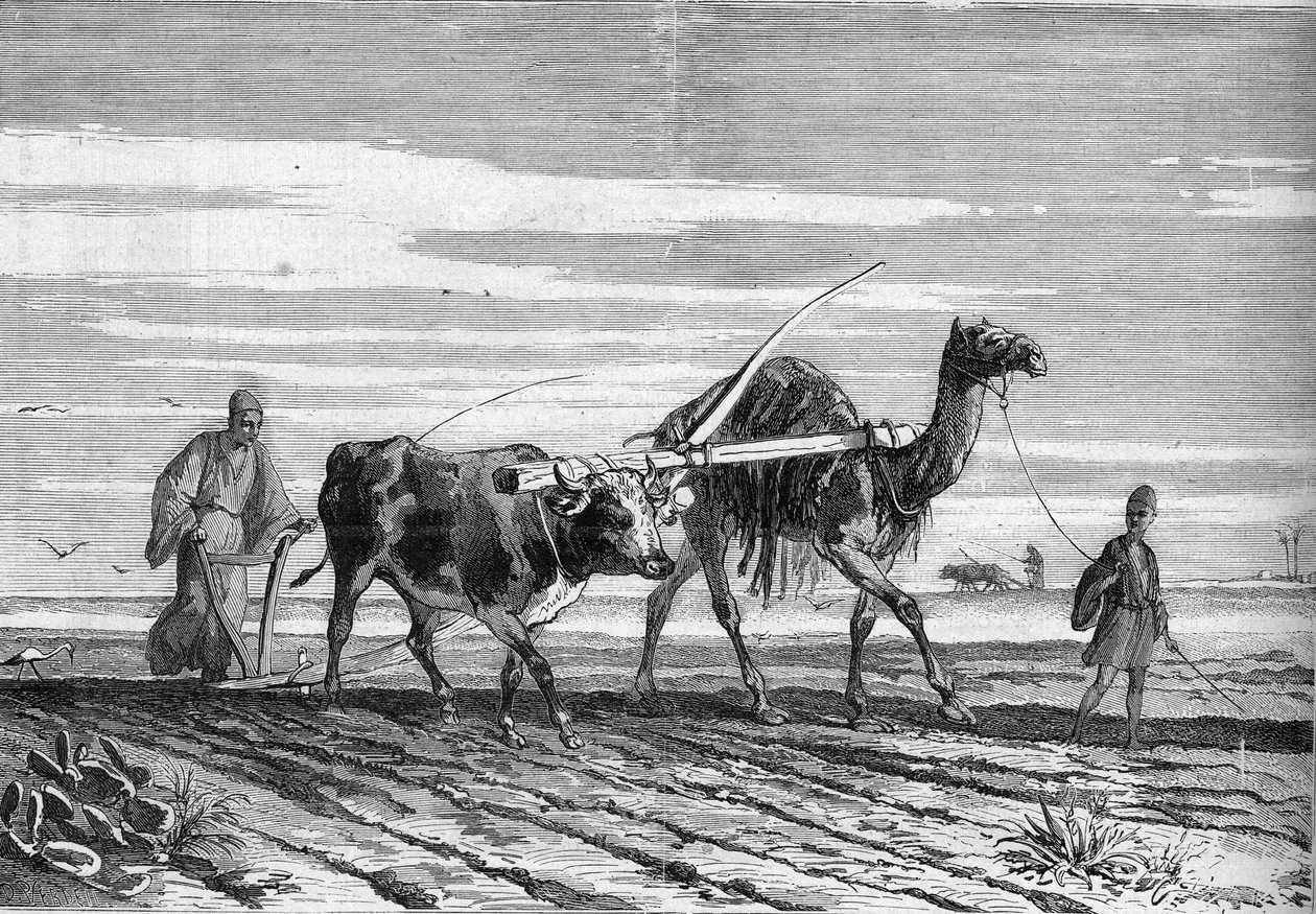 Agricoltura in Egitto: un aratro trainato da una mucca e un cammello. Incisione in "Le Monde Illustré" n.1316 del 17 giugno 1882 da Unknown artist