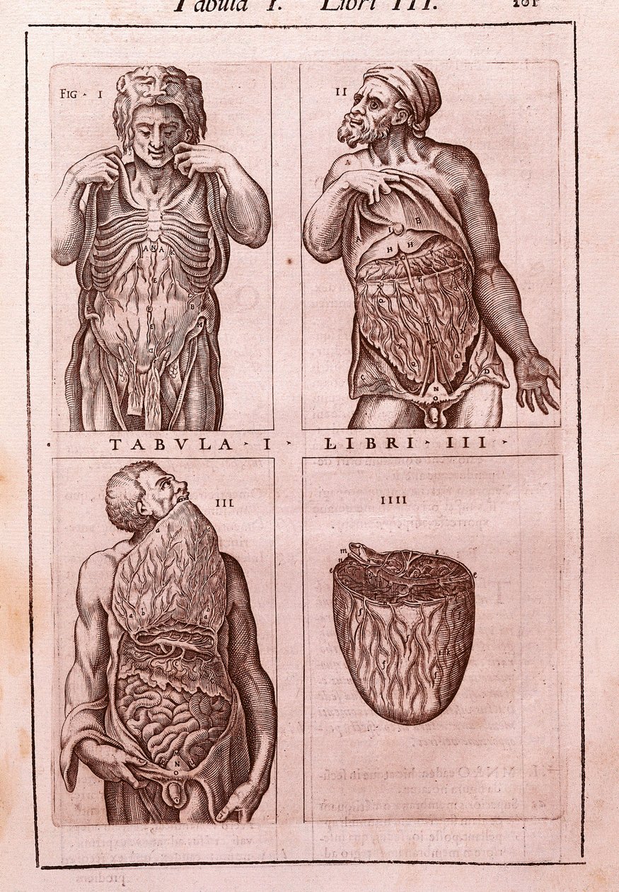 Tavola anatomica che rappresenta: le dimensioni, i muscoli dell