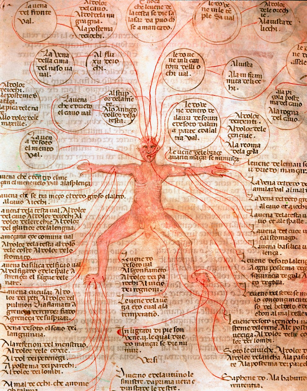 Carta anatomica che illustra la circolazione del sangue da Unknown artist