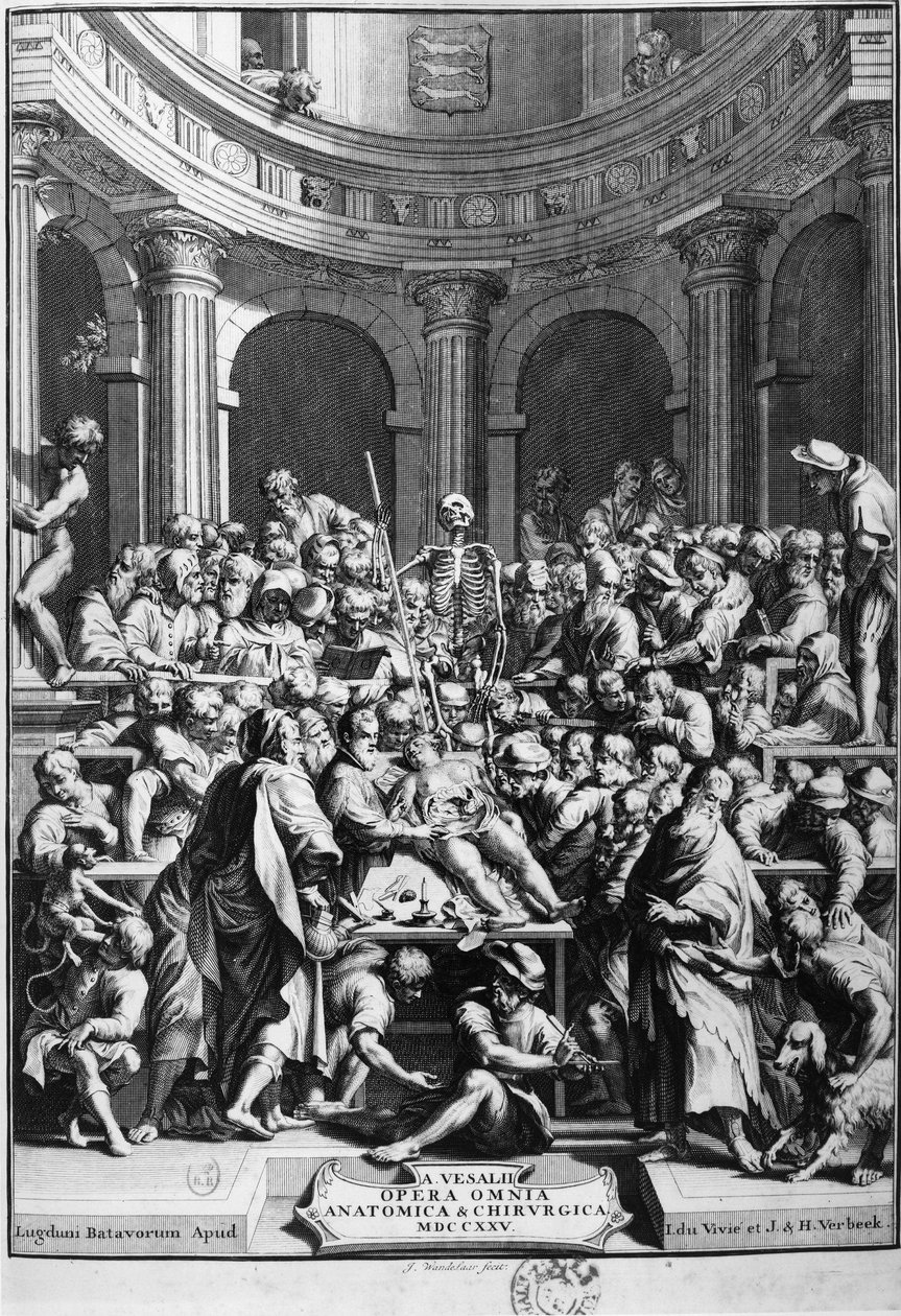 André Vésale (1514-1564), fondatore dell