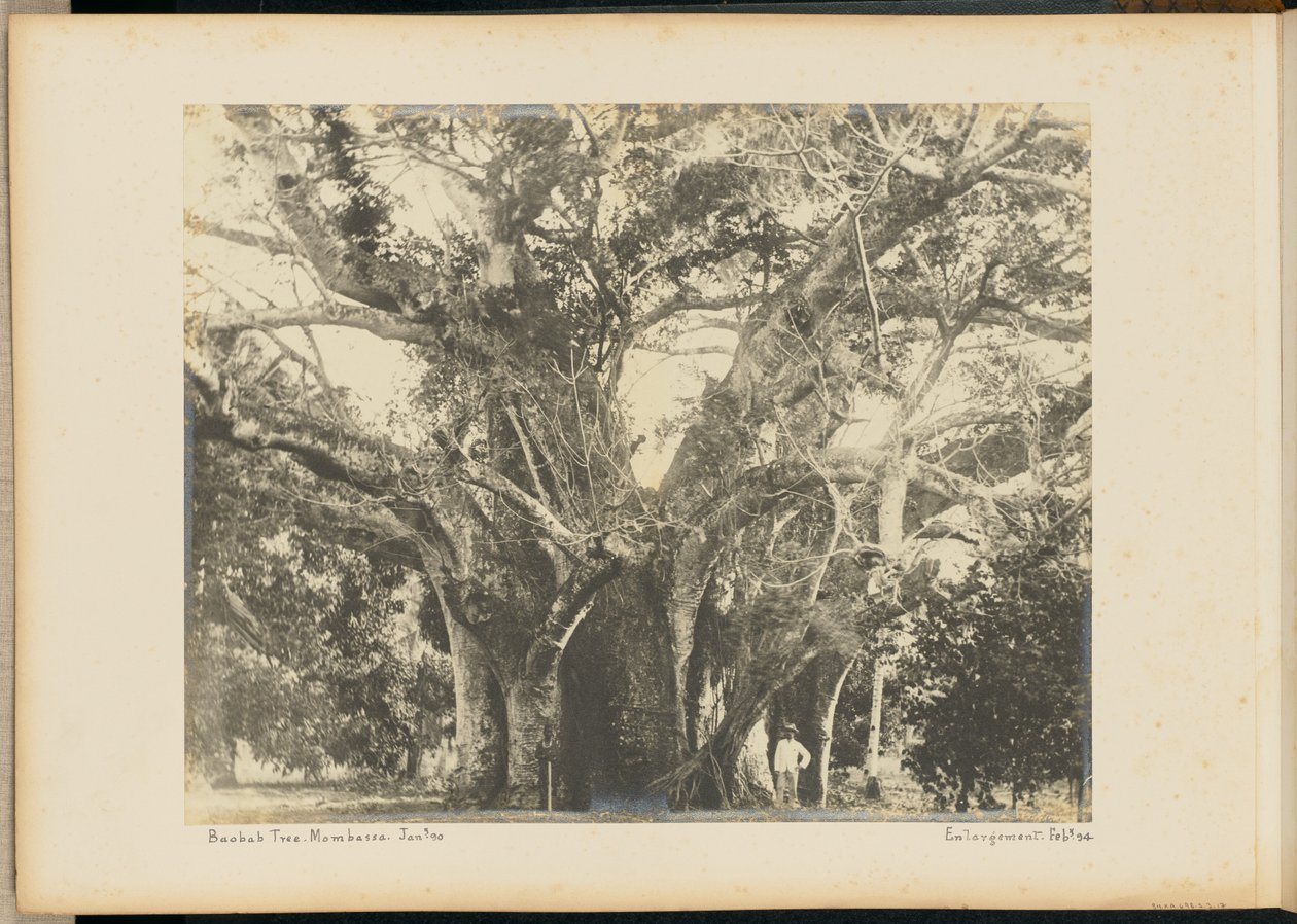 Baobab Tree. Mombassa. da Unknown artist