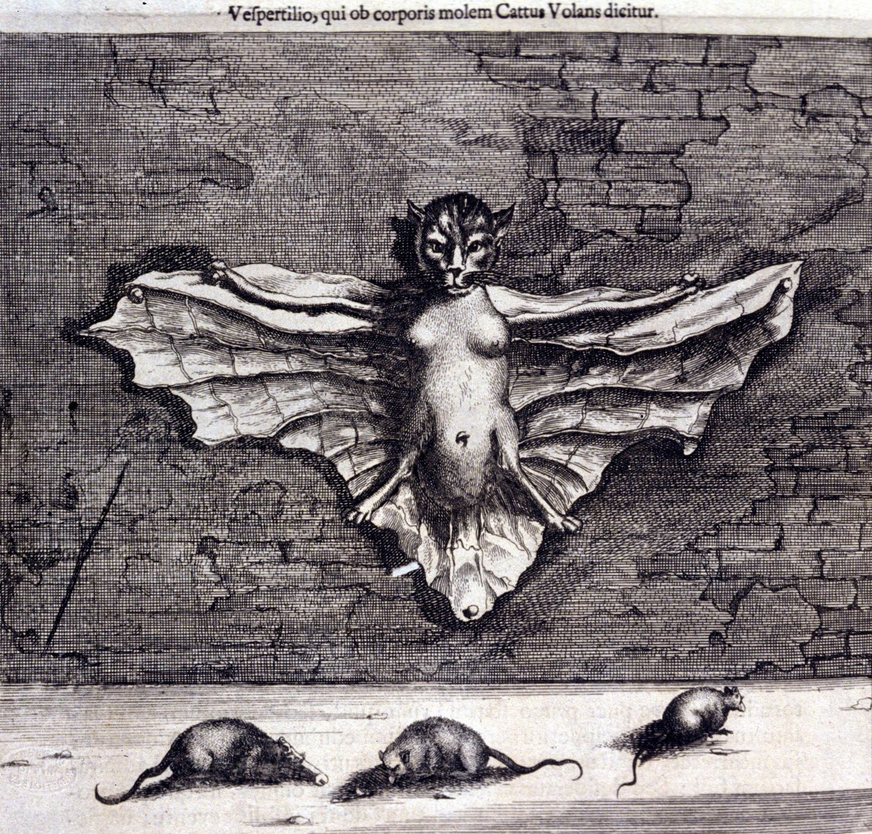 Pipistrelli e ratti. "De China Monumenta" di Athanasius Kircher da Unknown artist