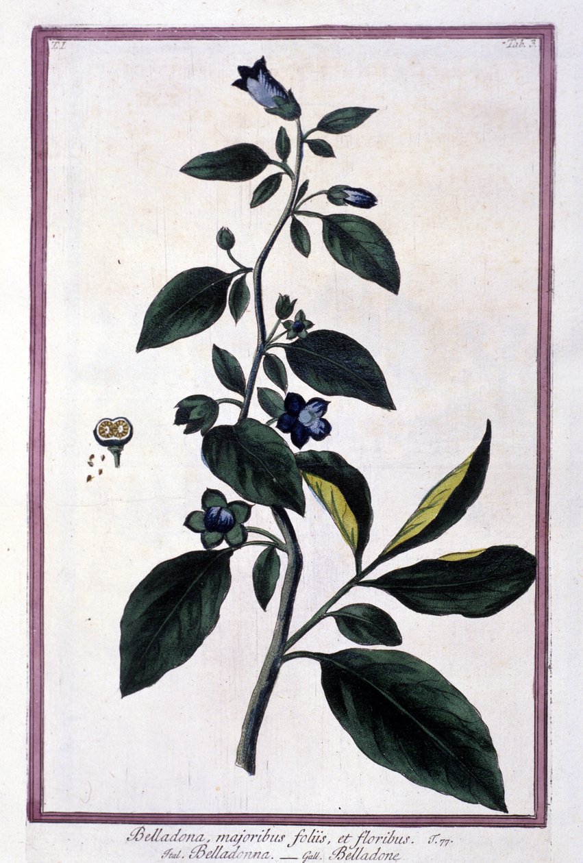 Belladonna, fiori e bacche. Pianta velenosa usata in medicina. Incisione da un erbario del XIX secolo da Unknown artist