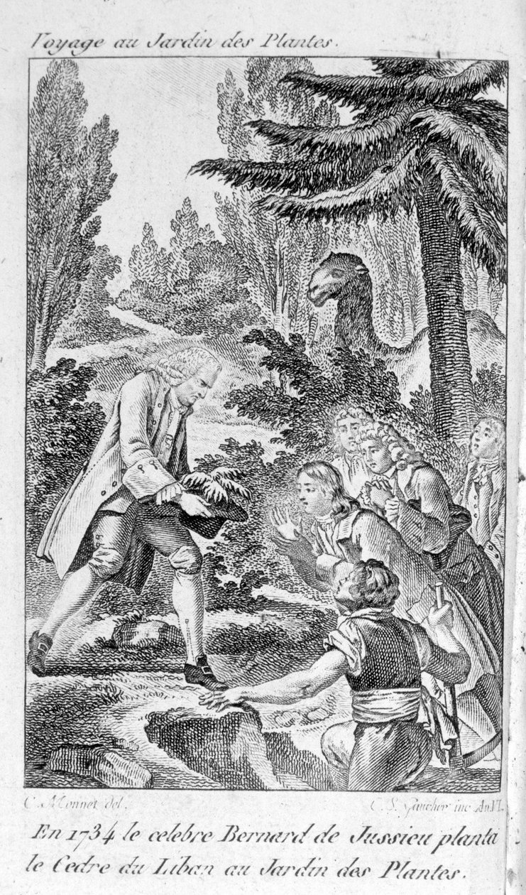 Bernard de Jussieu, botanico francese (1699-1777) pianta un cedro del Libano nel giardino delle piante a Parigi da Unknown artist