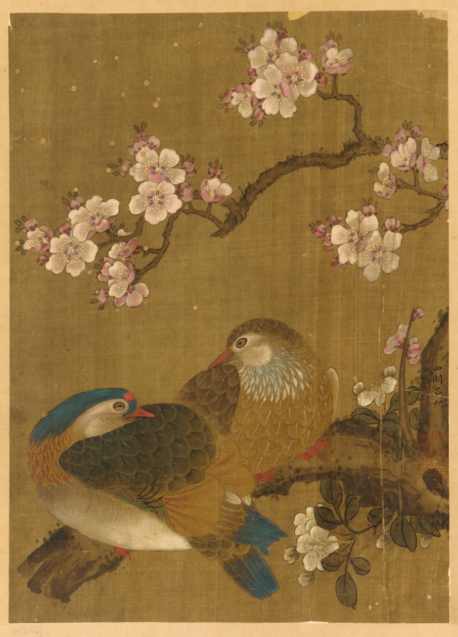 Uccelli e fiori di prugno da Unknown artist