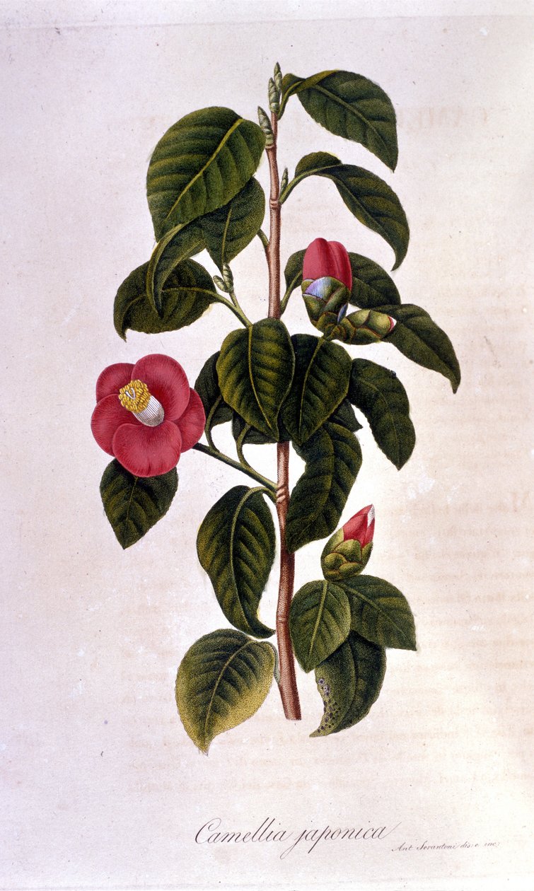 Tavola botanica: Camelia dal Giappone. Incisione del XIX secolo da Unknown artist