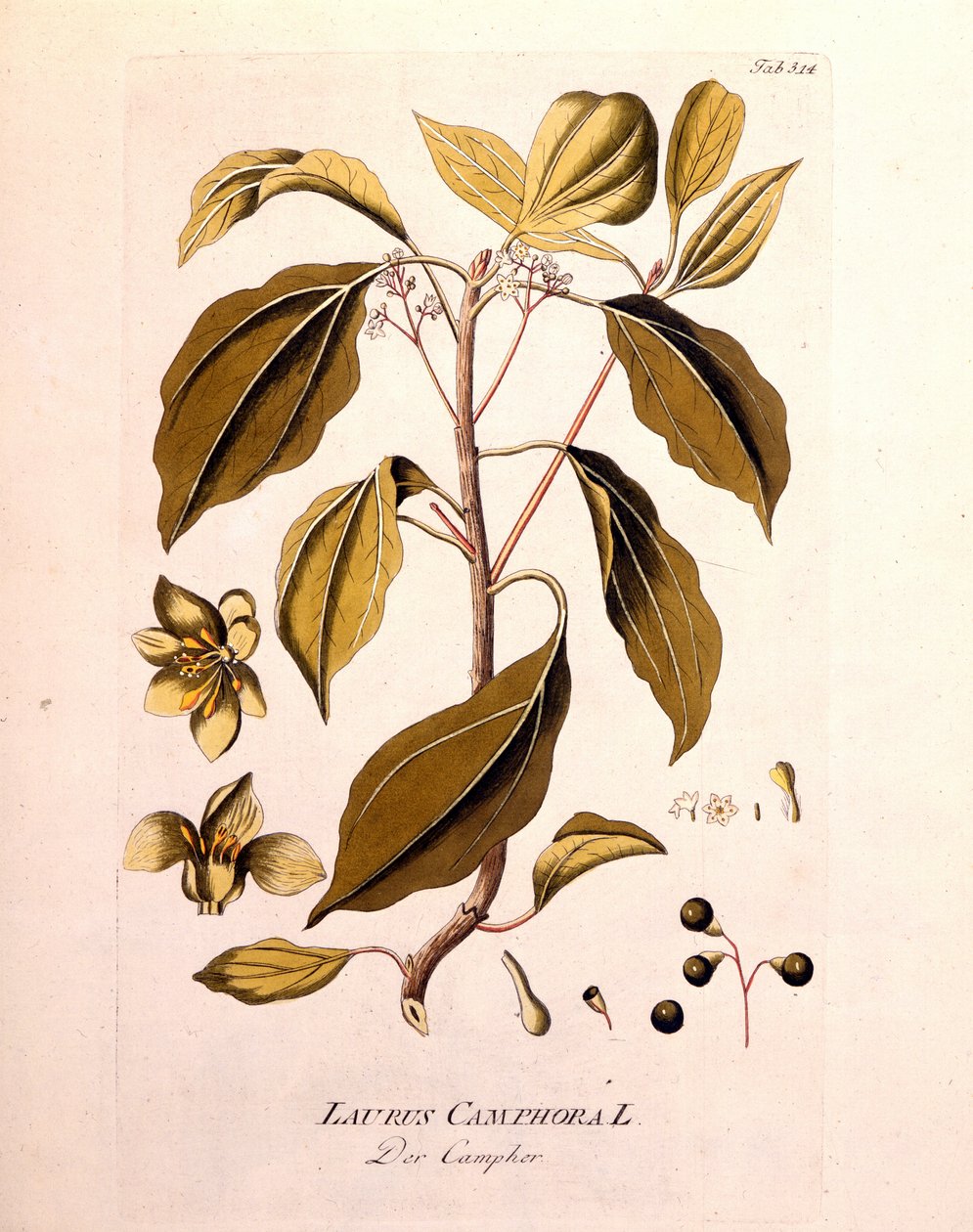 Tavola botanica: canfora (Laurus Camphora). Incisione in "Icons Plantarum medicinalium" di Joseph Jacob von Plenck, medico e botanico austriaco (1738-1807), Vienna 1791 da Unknown artist