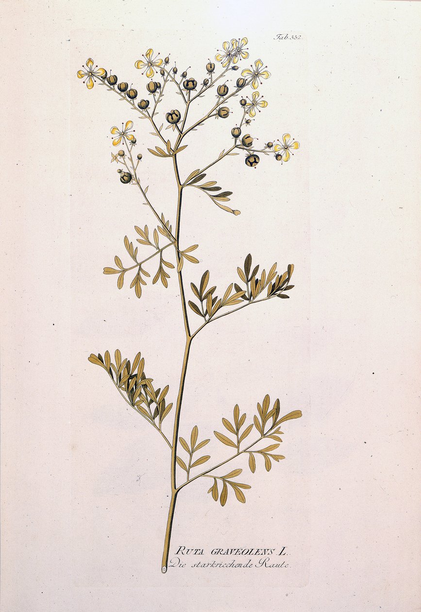 Tavola botanica: ruta officinale (Ruta graveolens). In 
