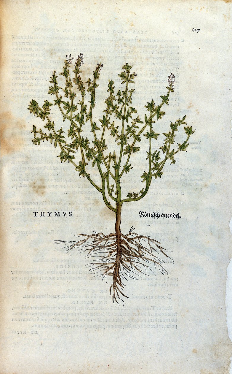 Tavola botanica: Timo (Thymus) Herbarium di Leonard Fuchs, 