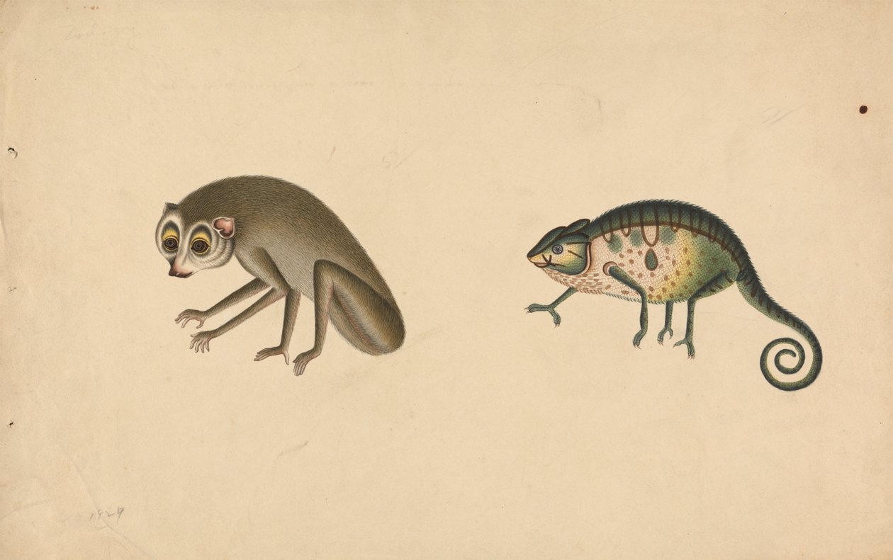 Camaleonte e un Mammifero da Unknown artist