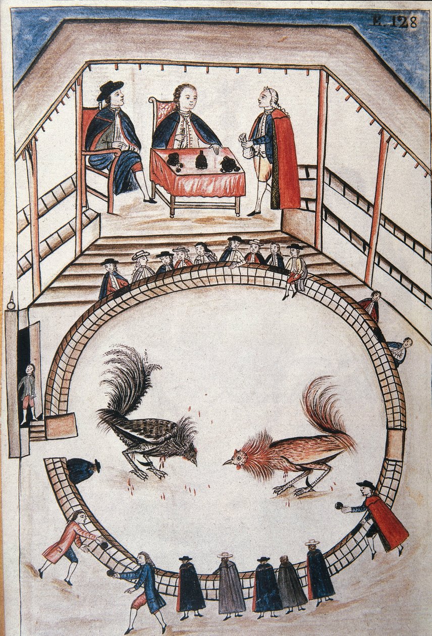 Combattimento di galli, un nobile assiste al duello, dal libro "Trujillo del Peru" o "Codice Martínez Compañón", di Baltazar Martinez Compañón y Bujanda, vescovo di Trujillo (1782-1785) da Unknown artist