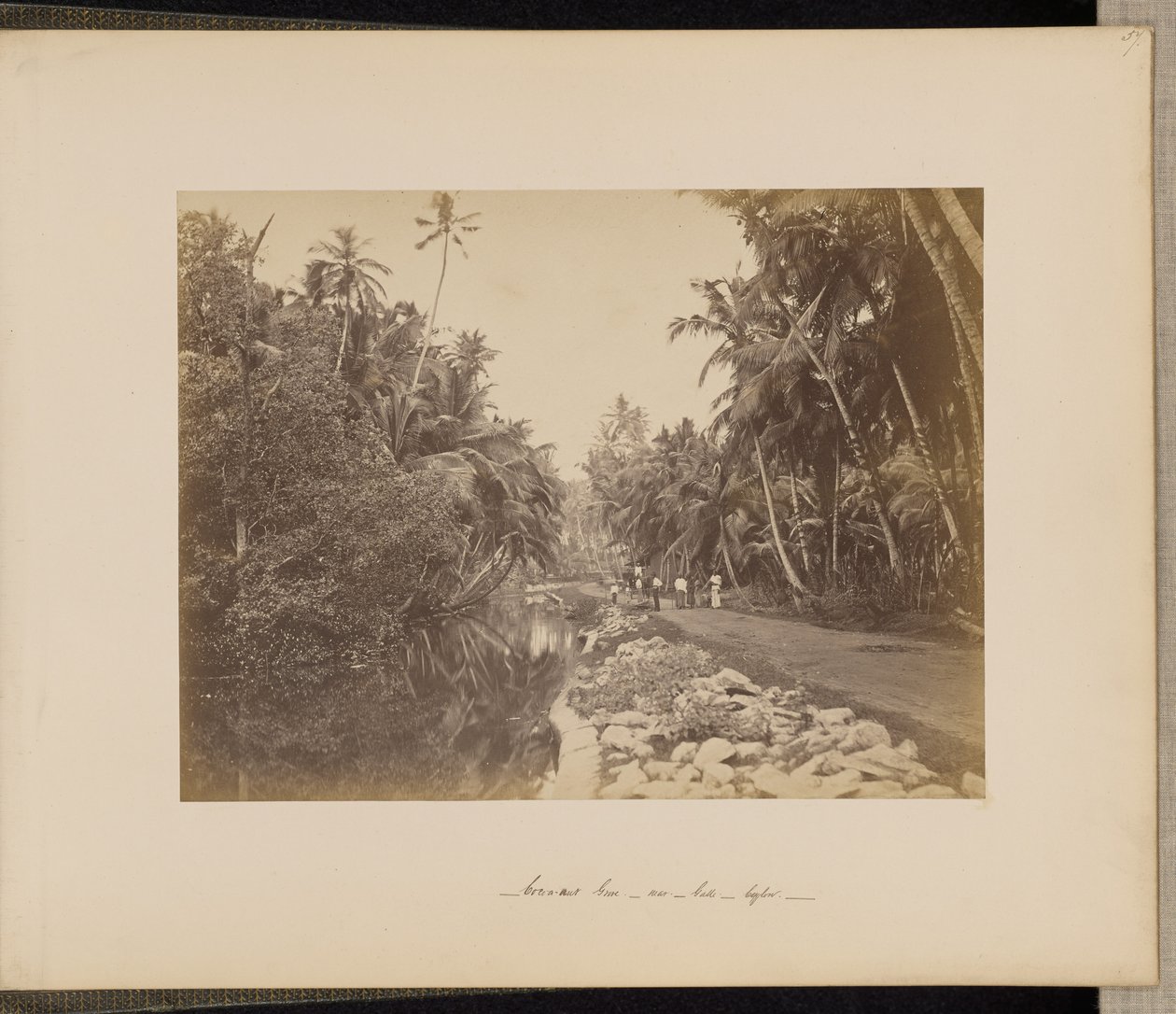 Boschetto di noci di cacao vicino a Galle, Ceylon da Unknown artist