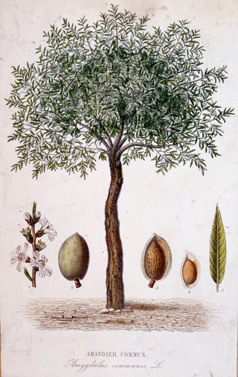 Mandorlo comune - tavola botanica da Unknown artist