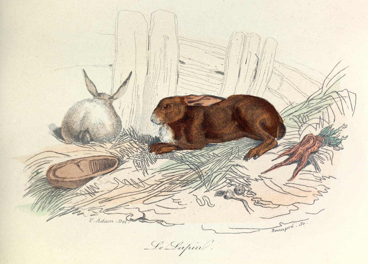 "Completes de Buffon" con la nomenclatura di Linneene e la classificazione di Cuvier: Gli animali: Il coniglio (incisione) da Unknown artist