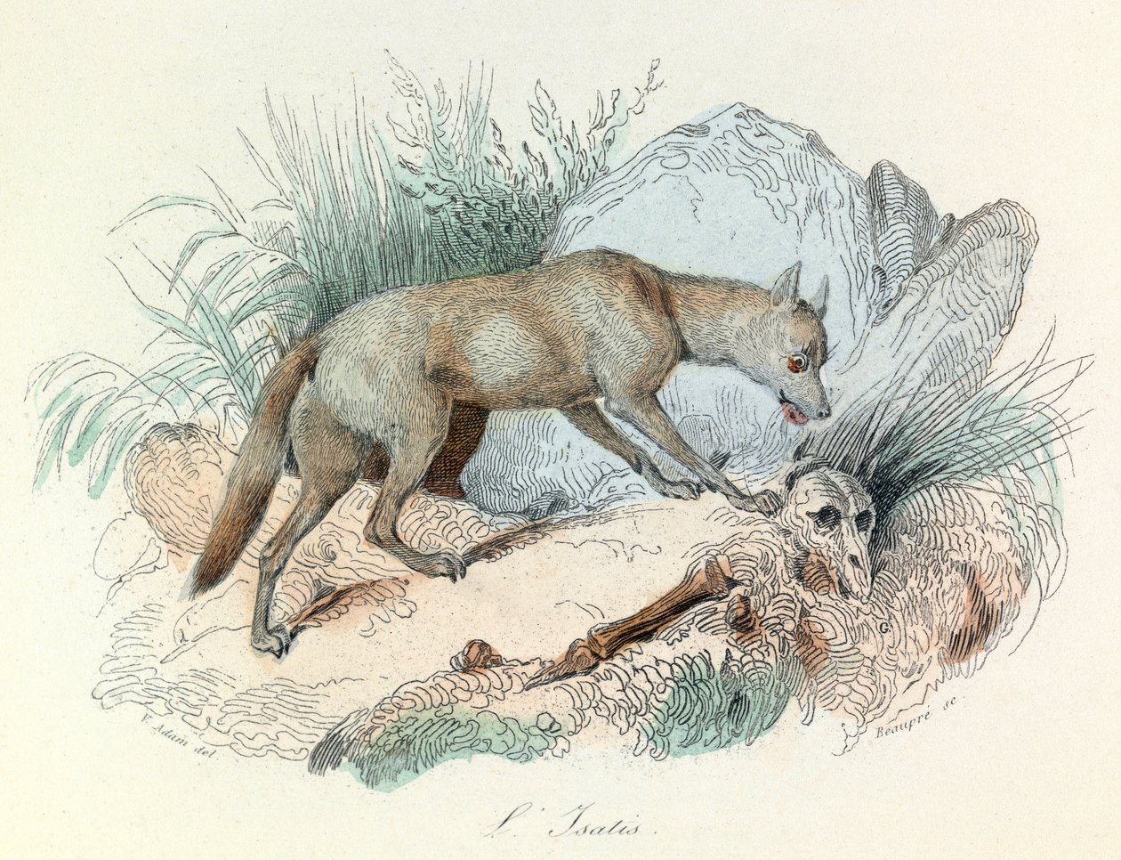 "Completes de Buffon" con la nomenclatura di Linneene e la classificazione di Cuvier: Gli animali: La volpe artica (incisione) da Unknown artist