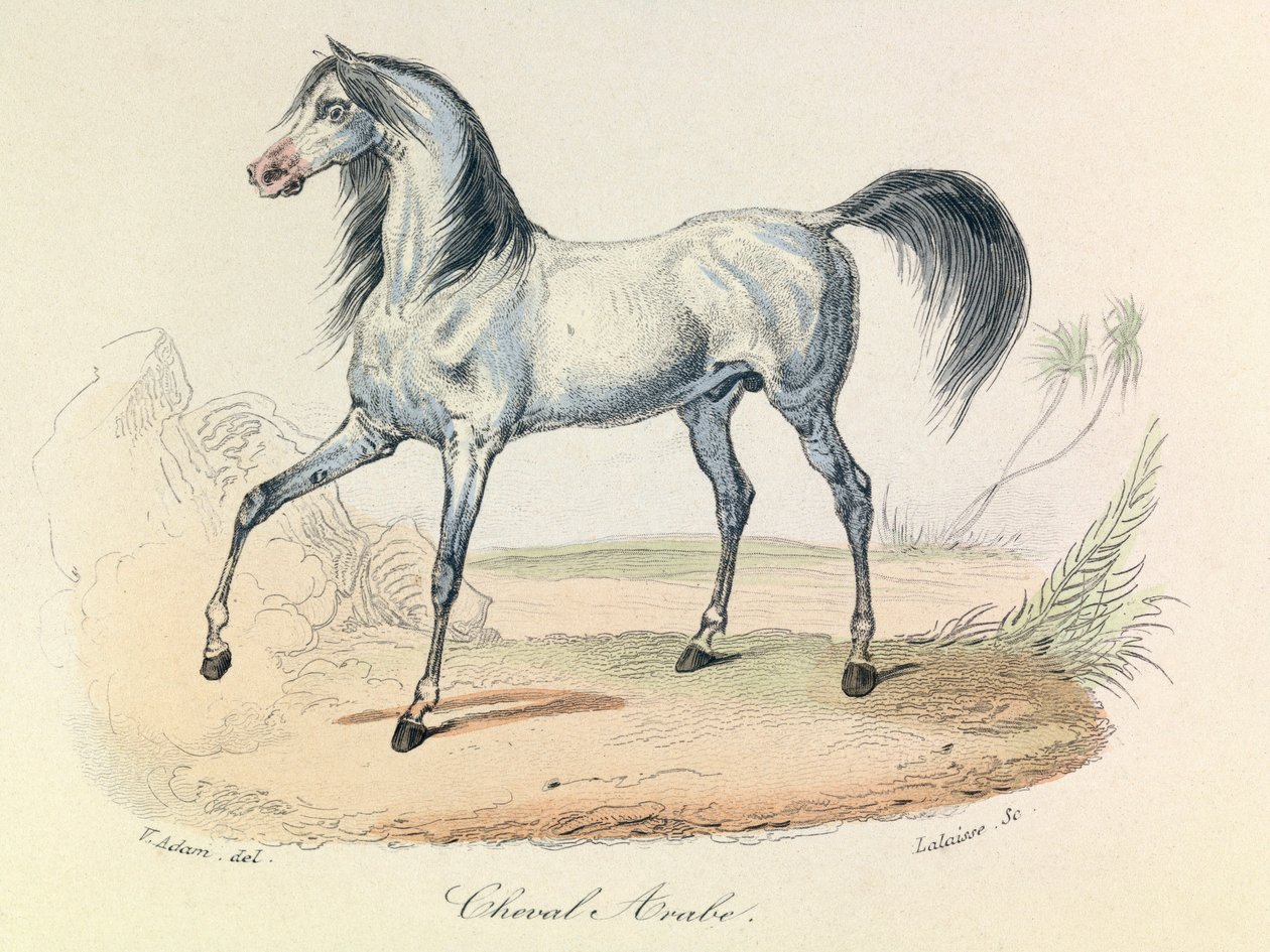 "Completes de Buffon" con la nomenclatura di Linneene e la classificazione di Cuvier: Les animaux: Cheval Arabe (incisione) da Unknown artist