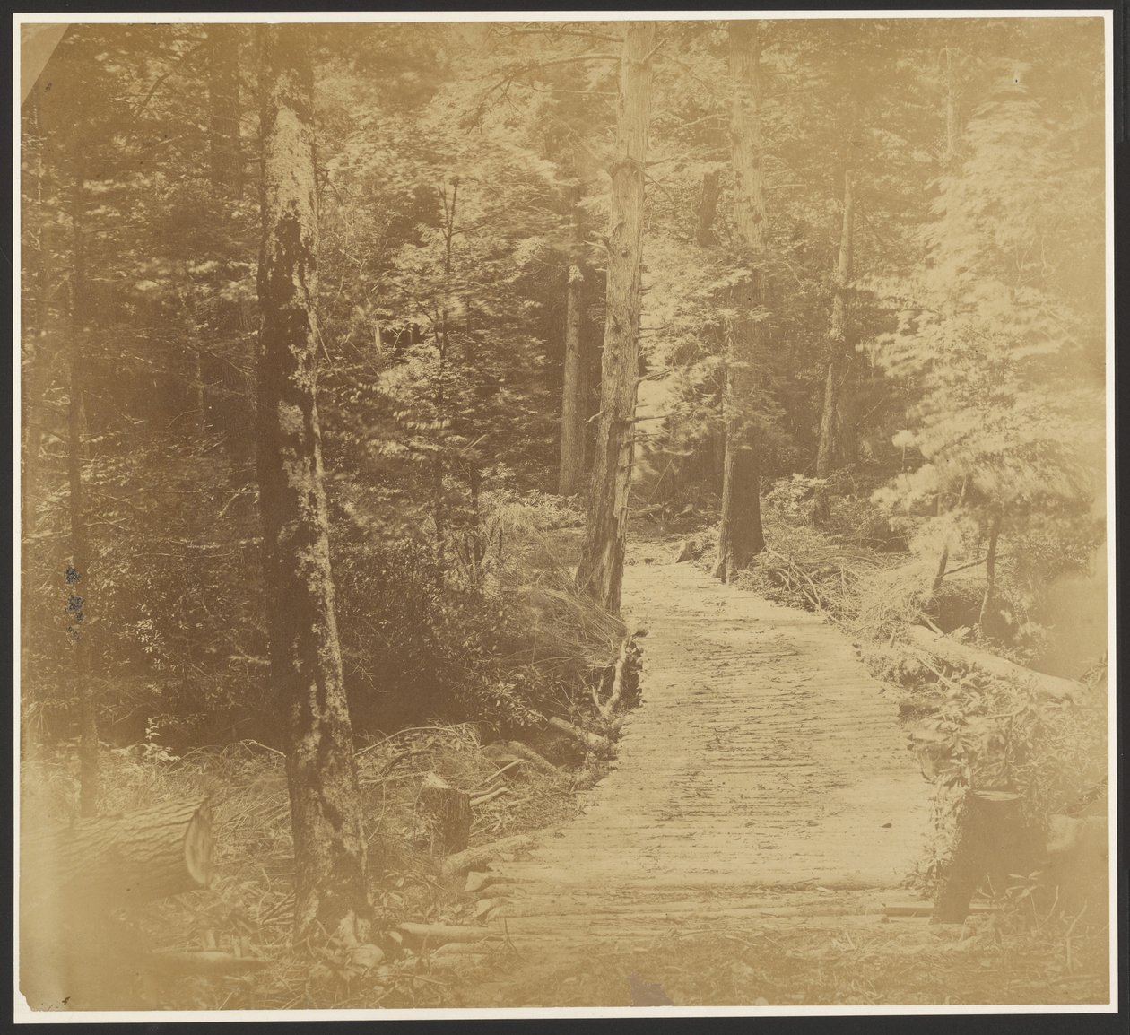 [Corduroy Road sulla strada per Harper