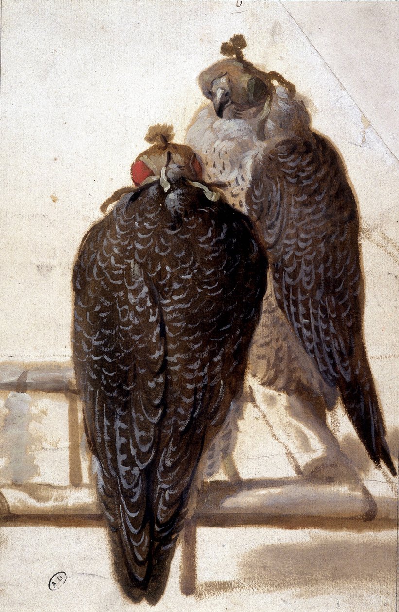 Coppia di Falchi. Disegno del XVIII Secolo da Unknown artist