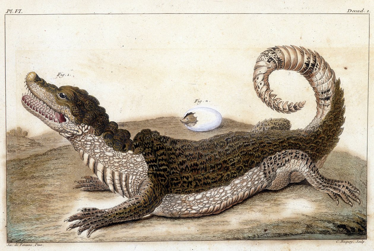Coccodrillo del Suriname (Caimano) - in “Cosa c