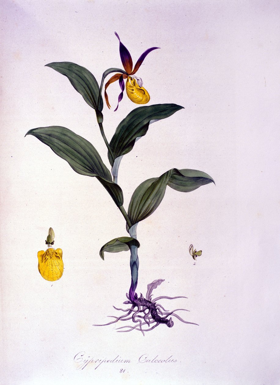 Cypripedium calceolus: tipo di orchidea da Unknown artist