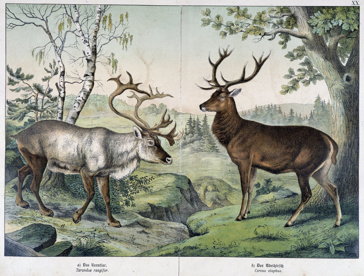 Cervi - in "Natural History of Mammals", ed. Schreiber da Unknown artist