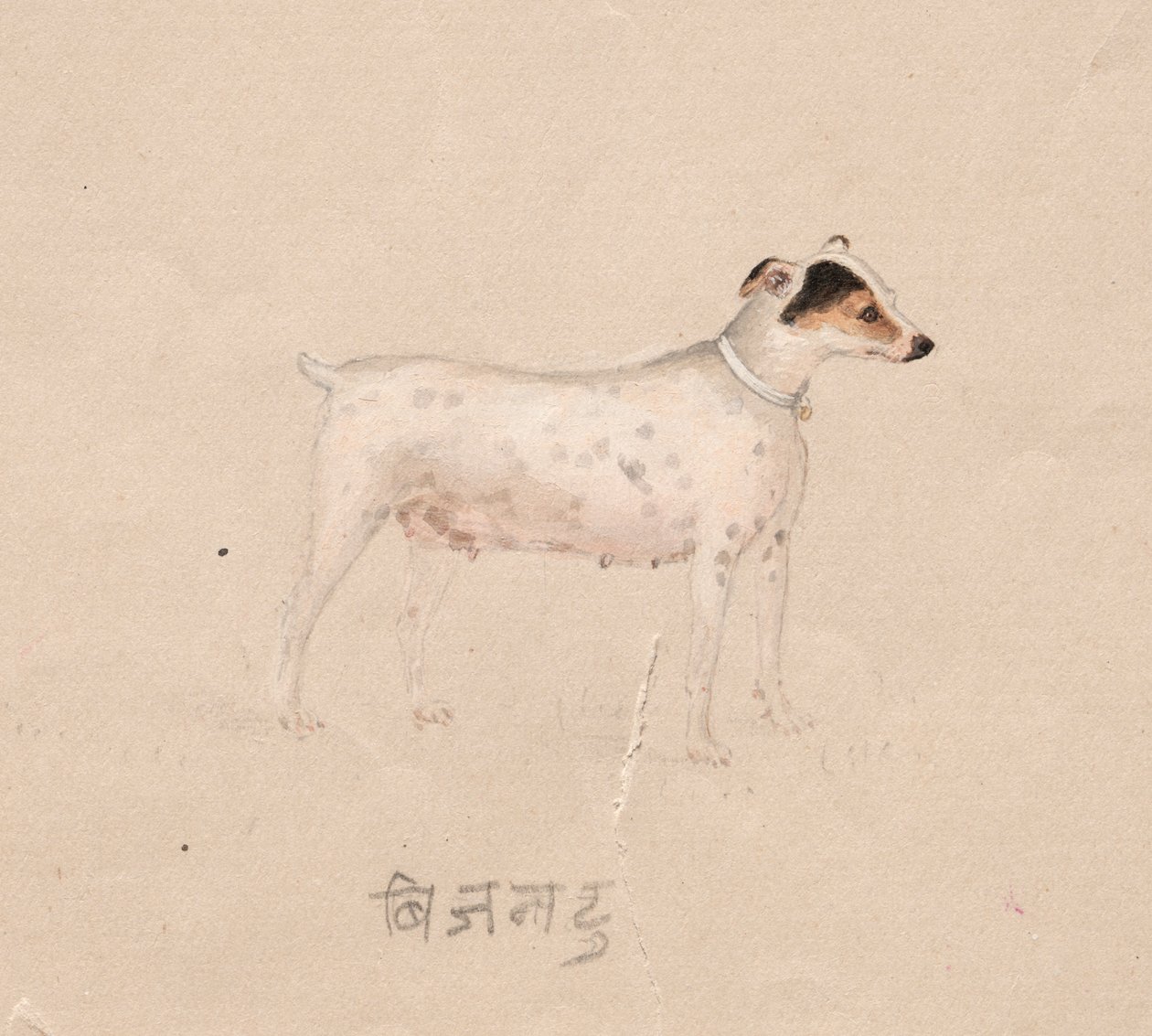 Cane da Unknown artist