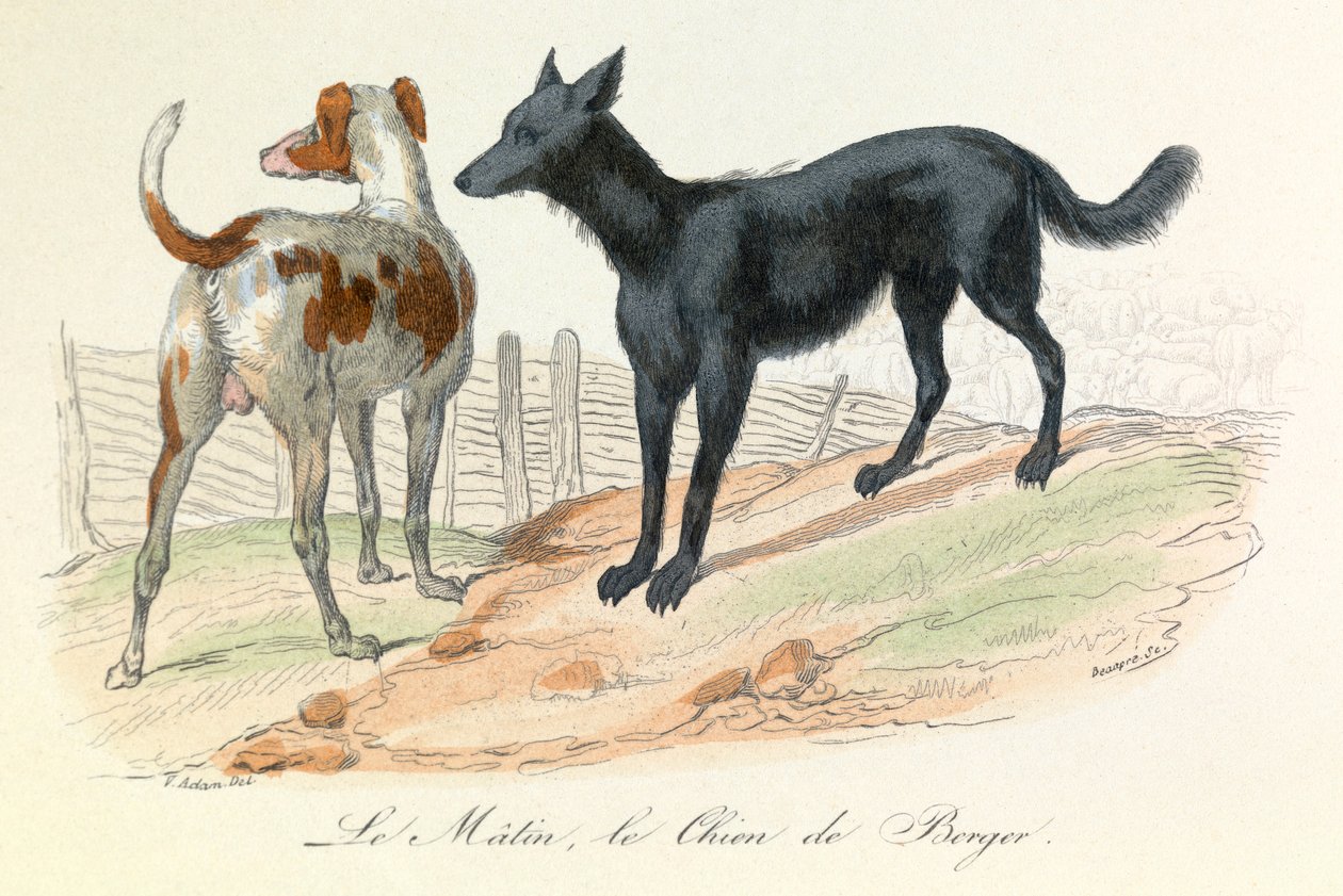 Cane e Matin, due animali classificati da Linneene e Cuvier (incisione) da Unknown artist