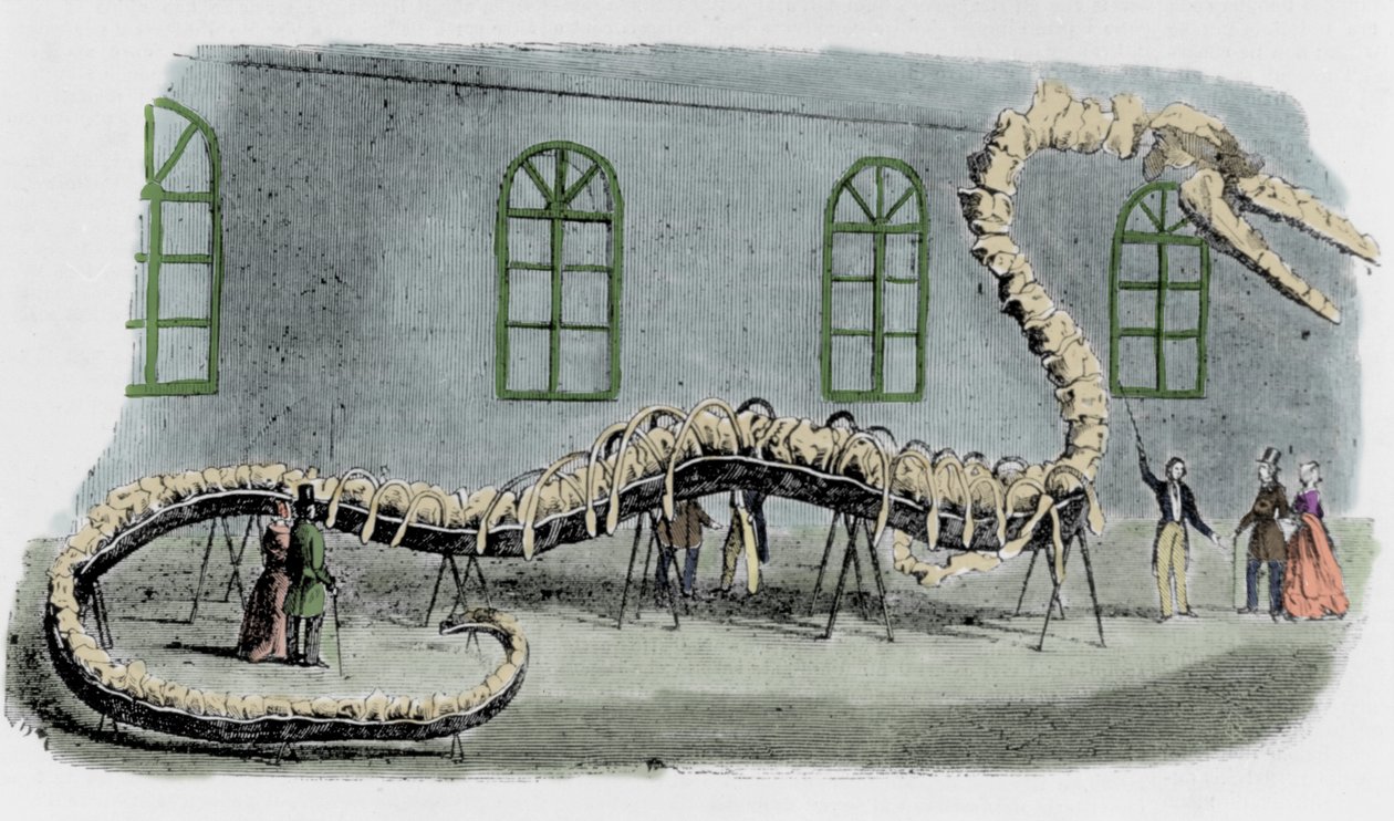 Il falso serpente marino del Dr. Albert C. Koch. Lo scheletro era montato con ossa di vari animali. Il serpente fu chiamato 